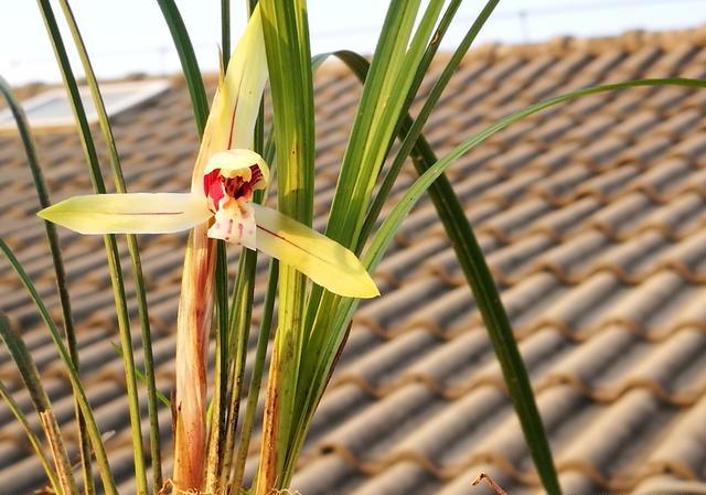 粗椰砖能用来给兰花发根吗？