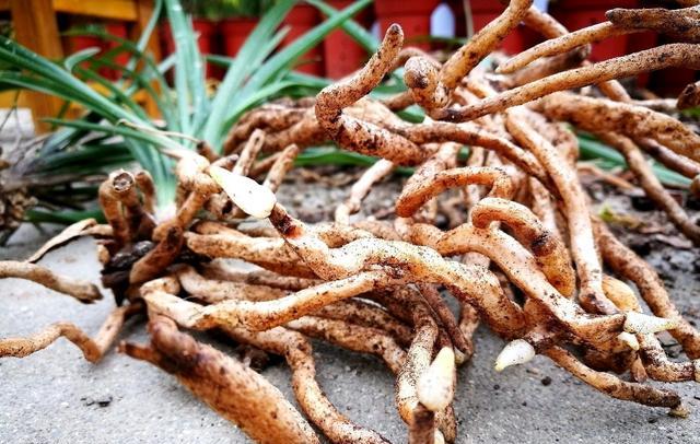 粗椰砖能用来给兰花发根吗？