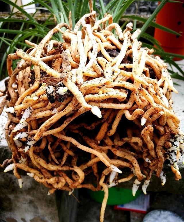 粗椰砖能用来给兰花发根吗？