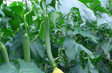  提升丝瓜产量的养殖方法总结 加强冬天管理