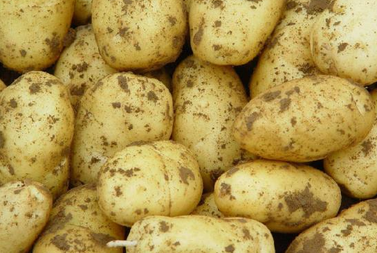需要要注意些什么 马铃薯施肥的要点是什么
