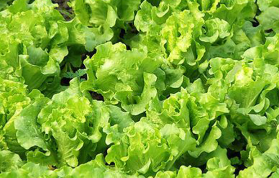 生菜种植方法 意大利耐抽薹生菜周年栽培技术