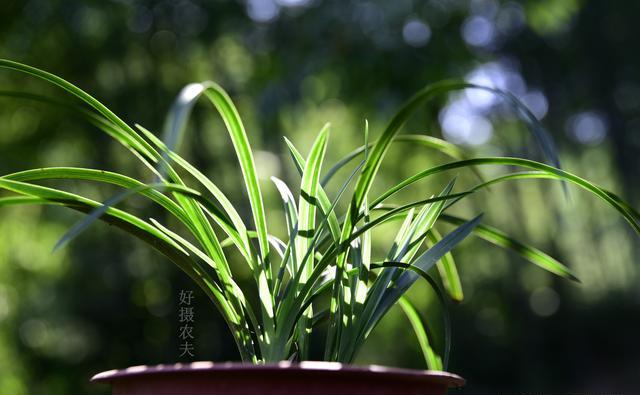 花土里加点复合肥行吗？