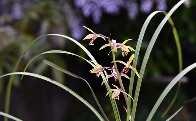 花土里加点复合肥行吗？