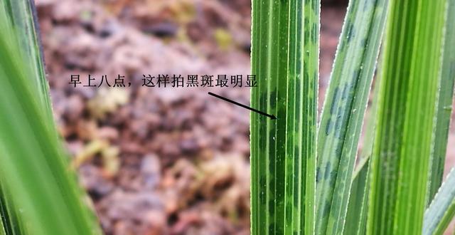 兰花叶冻伤是什么症状？该怎么办？