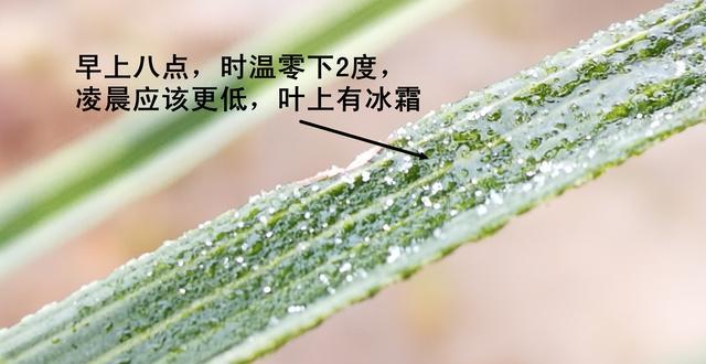 兰花叶冻伤是什么症状？该怎么办？