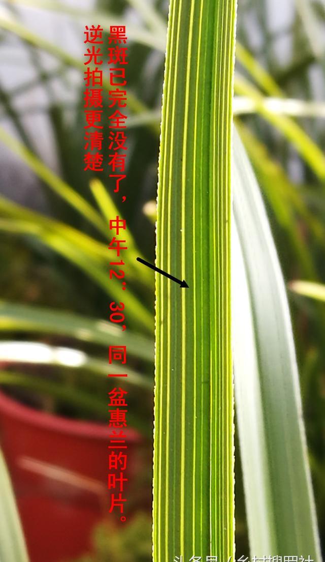 兰花叶冻伤是什么症状？该怎么办？