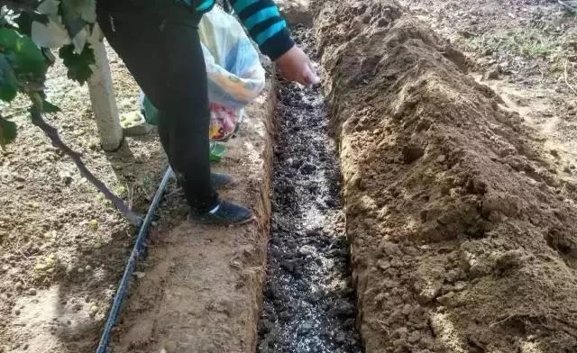 葡萄施肥方法有哪些？