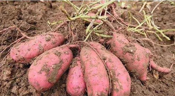 红薯如何施肥？应注意哪些？