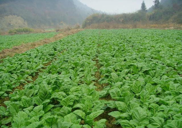榨菜怎么种植？