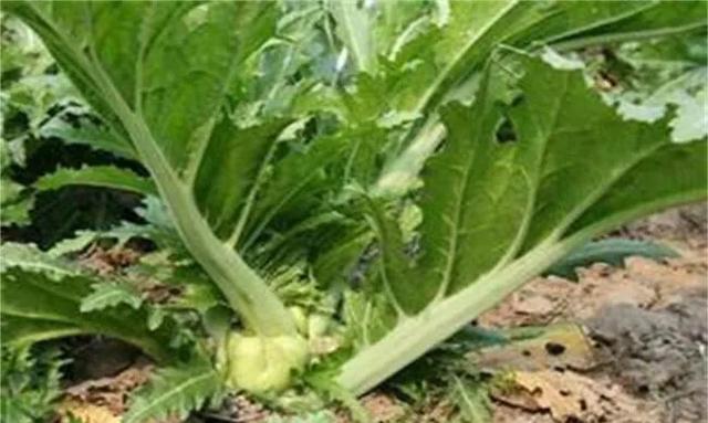 榨菜怎么种植？