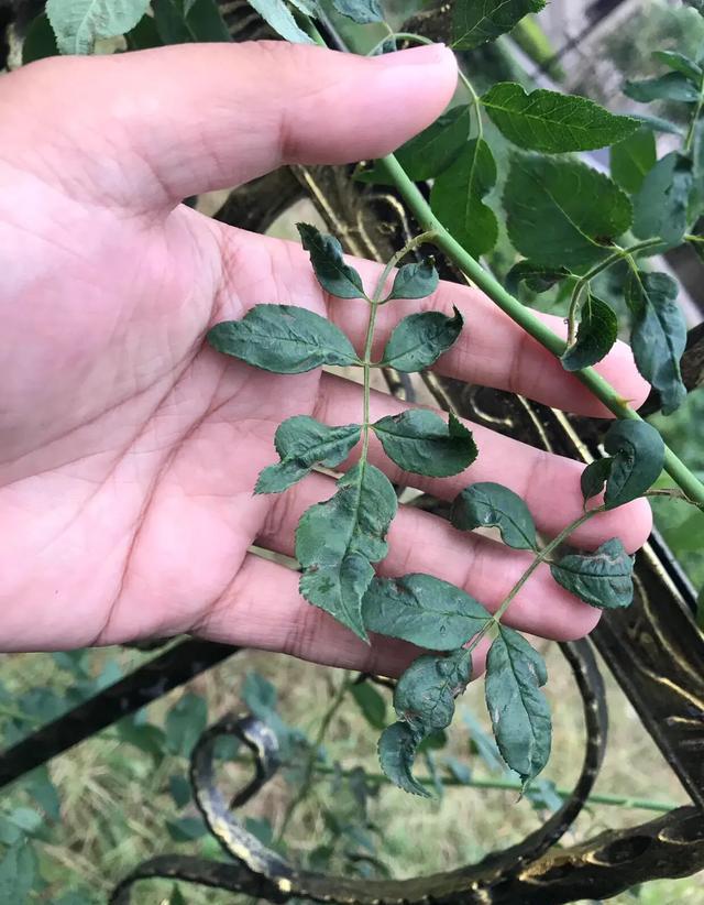 抗性蓟马用什么药剂？