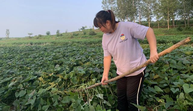 红薯翻藤控旺的时候，应该注意什么细节？