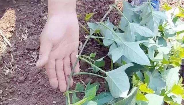 红薯翻藤控旺的时候，应该注意什么细节？