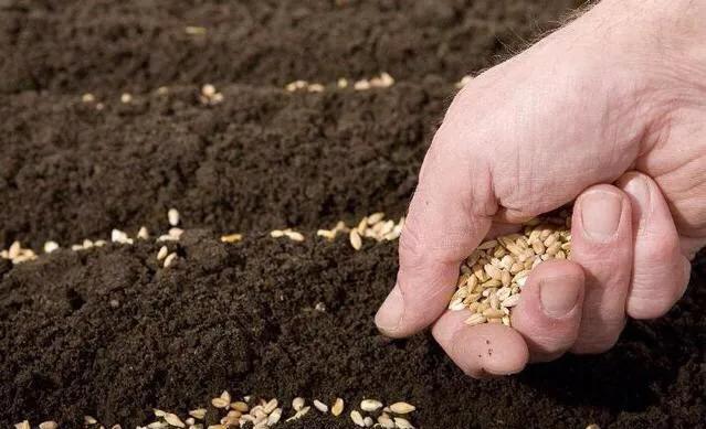 小麦播种深度标准是多少，怎样有效避免播种过深？