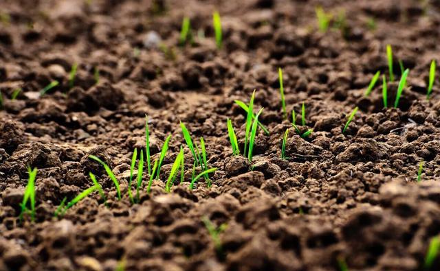 小麦播种深度标准是多少，怎样有效避免播种过深？