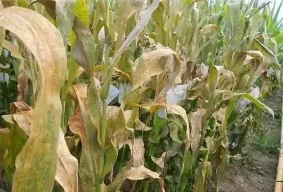 今年玉米锈病严重，秸秆粉碎到田里，会对下茬小麦造成多大影响？