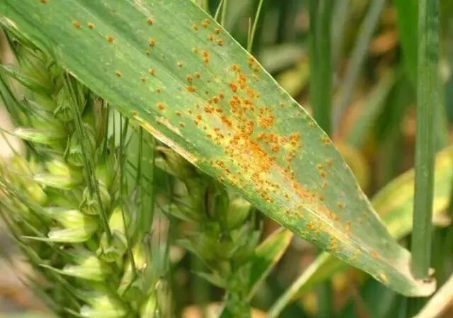 今年玉米锈病严重，秸秆粉碎到田里，会对下茬小麦造成多大影响？
