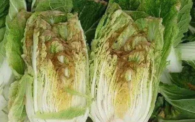 种植大白菜为什么会有干烧心的现象,如何能有效预防?
