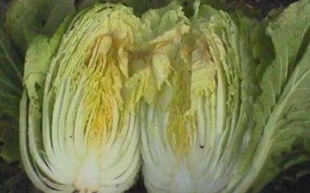 种植大白菜为什么会有干烧心的现象,如何能有效预防?