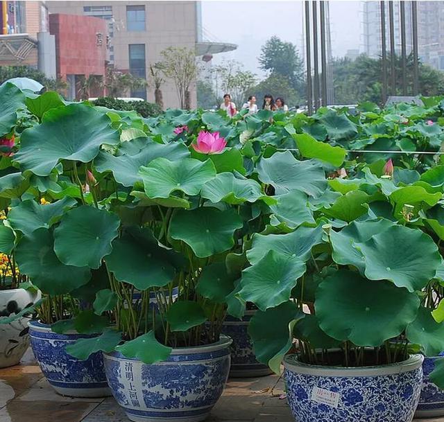 农村集市上卖的莲藕可以拿回家种植吗?庭院怎么种植莲藕能让其开花呢?