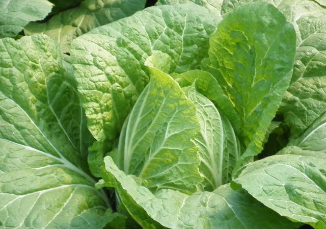 种植大白菜，如何使用尿素，大白菜可以追尿素吗？