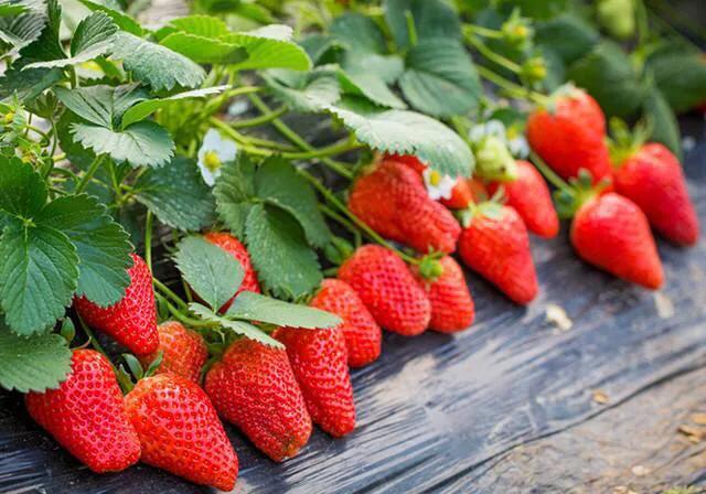 草莓苗该如何定植和管理？