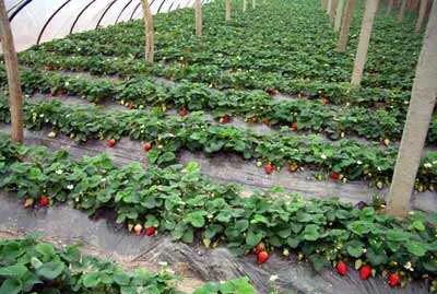 草莓苗该如何定植和管理？