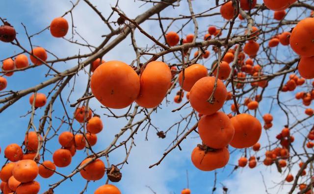 家中栽的柿子树结果几年后不再结果是什么原因？