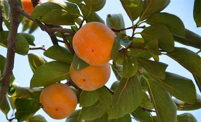 家中栽的柿子树结果几年后不再结果是什么原因？