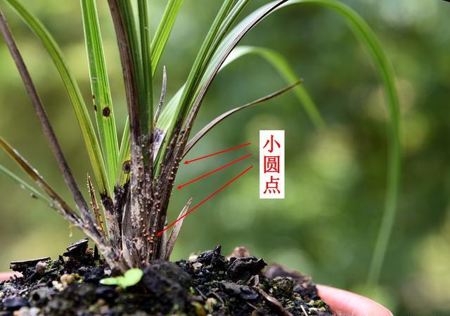 兰花种的时候用点草木灰可以不？要注意什么？