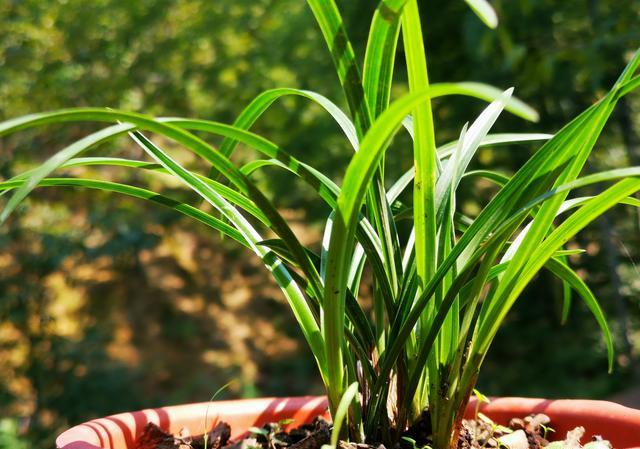 油菜籽油饼放了一年能种兰花吗？