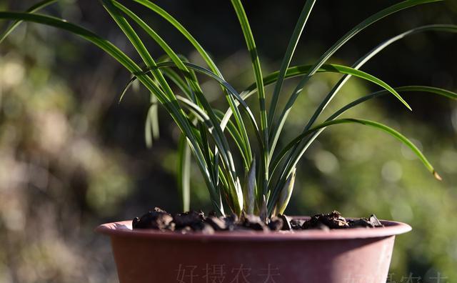 哪些人才是真正喜欢兰花的人？