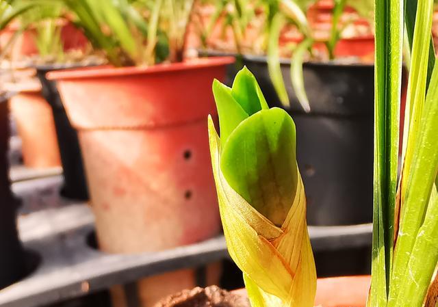 种植兰花用松树皮和石子的比例是多少？需要注意什么？