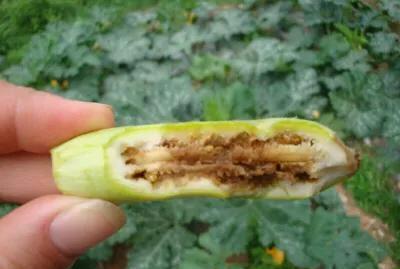 黄瓜、苦瓜、丝瓜里面发烂是什么虫害？怎么防治？