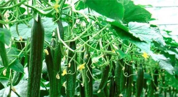 什么时间种植黄瓜好?怎么种产量高? 什么时间种植黄瓜好?怎么种产量高?