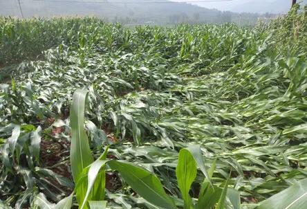 玉米保护性耕作抗倒伏能力强，你怎么看？