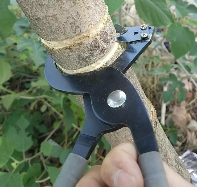 核桃树不结果砍几刀就能结果吗，什么原理?什么时间砍树最好？