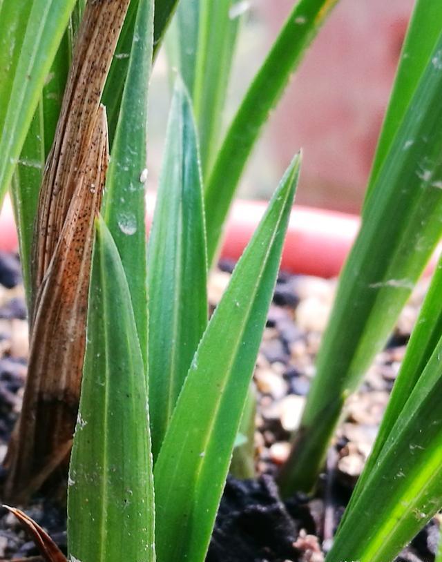 刚入盆的下山兰能否被雨淋？