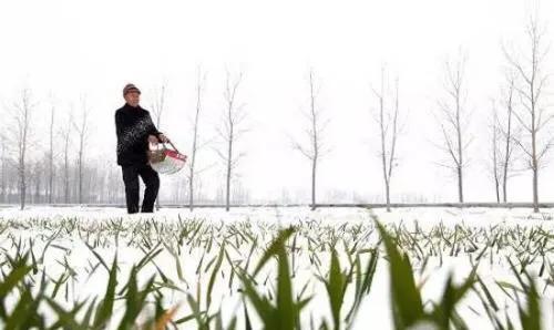 尿素撒地里只下一点雨湿地皮会挥发吗？