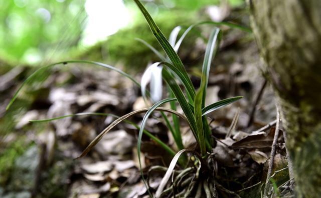 本人有大量山地，水田，想种植兰花，怎么找合作商？