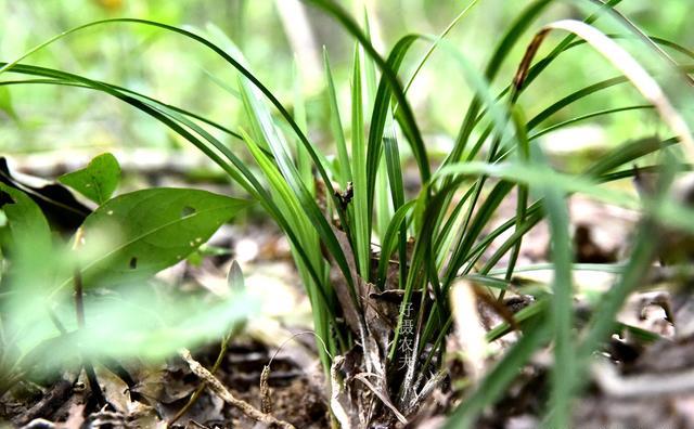 本人有大量山地，水田，想种植兰花，怎么找合作商？