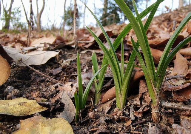 本人有大量山地，水田，想种植兰花，怎么找合作商？
