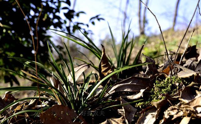 本人有大量山地，水田，想种植兰花，怎么找合作商？