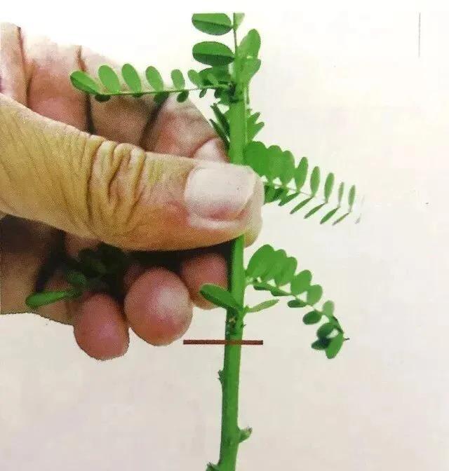 嫁接苗和扦插苗哪个更好些？