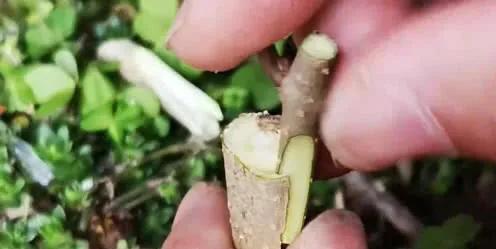 嫁接苗和扦插苗哪个更好些？