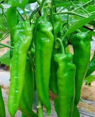 如何防治辣椒种植疫病?
