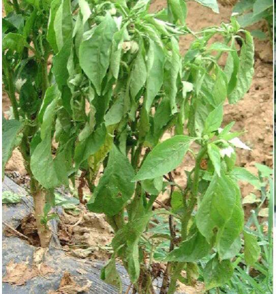 如何防治辣椒种植疫病？
