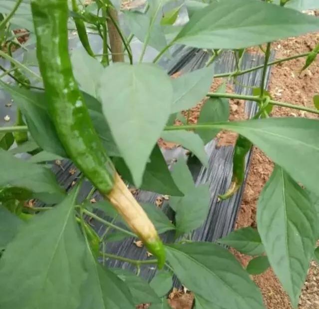 如何防治辣椒种植疫病？