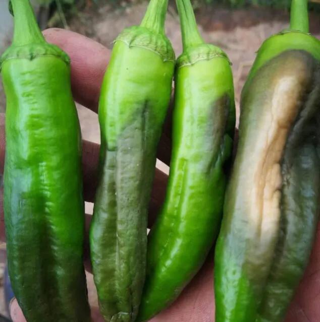如何防治辣椒种植疫病？